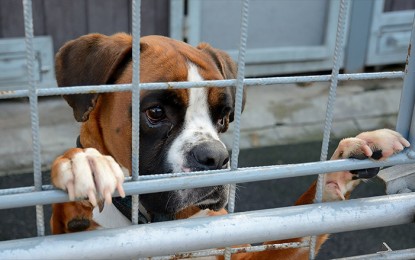 No dogs allowed: San Francisco’s pet housing crisis