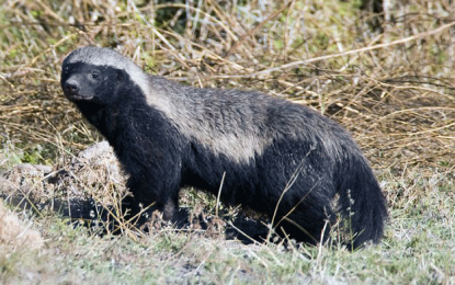 Bull? Bear? The U.S. Stock Market Is More Like The Honey Badger