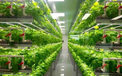 Why the vertical farming market is likely to keep growing