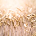 Grains Report – Tuesday, May 21